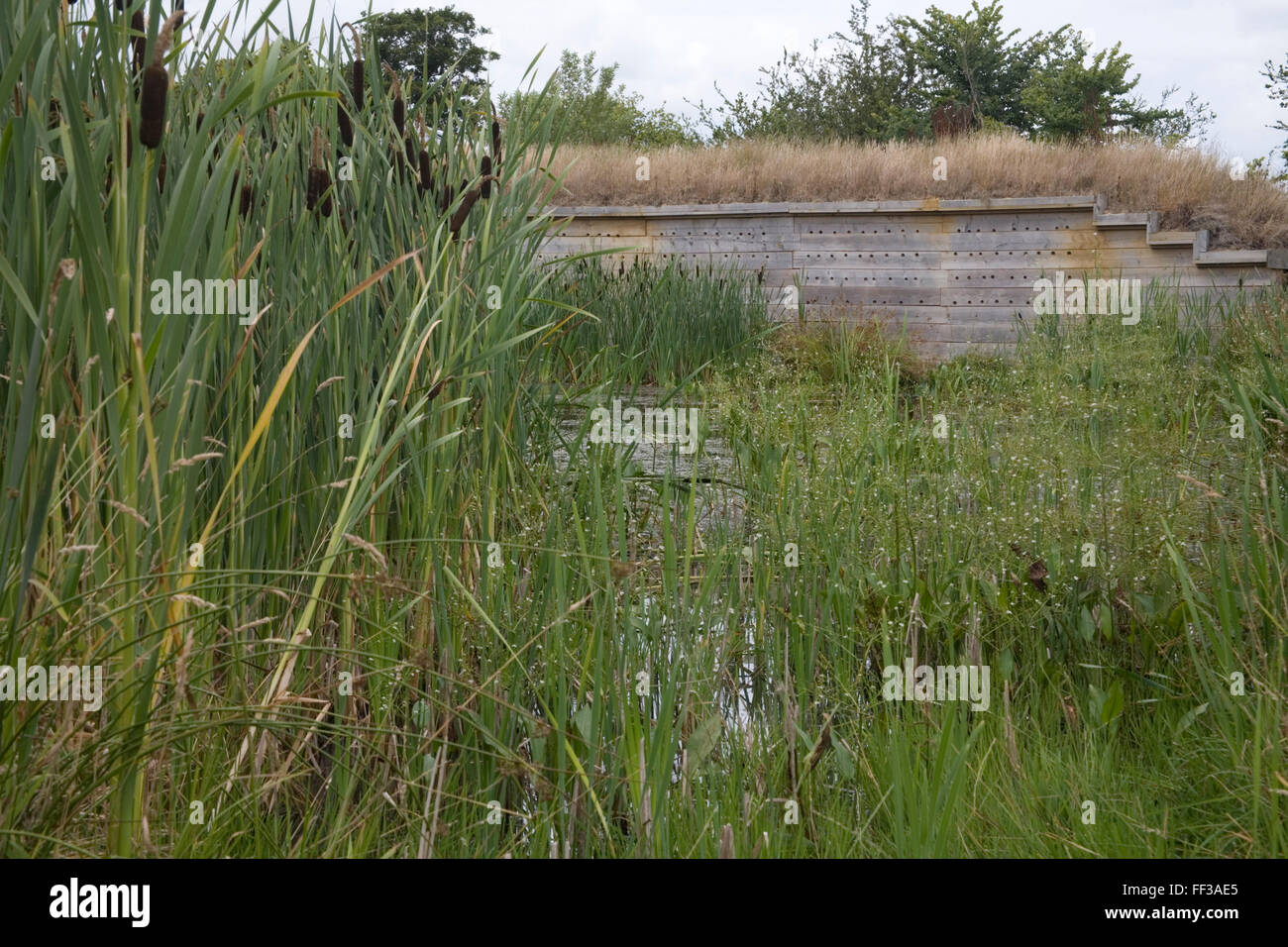 Seaton Riserva Naturale Giunchi Foto Stock