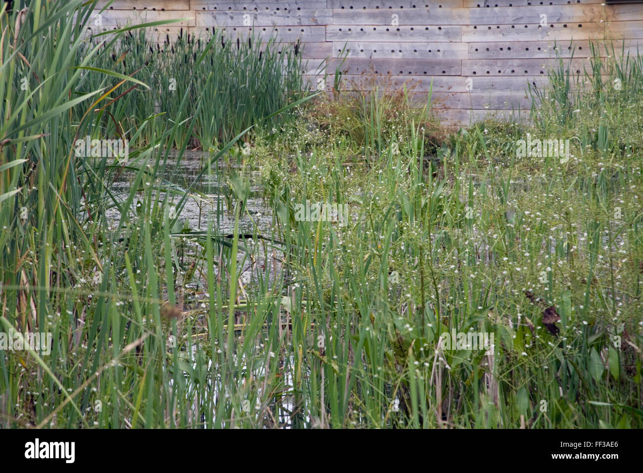 Seaton Riserva Naturale Giunchi Foto Stock