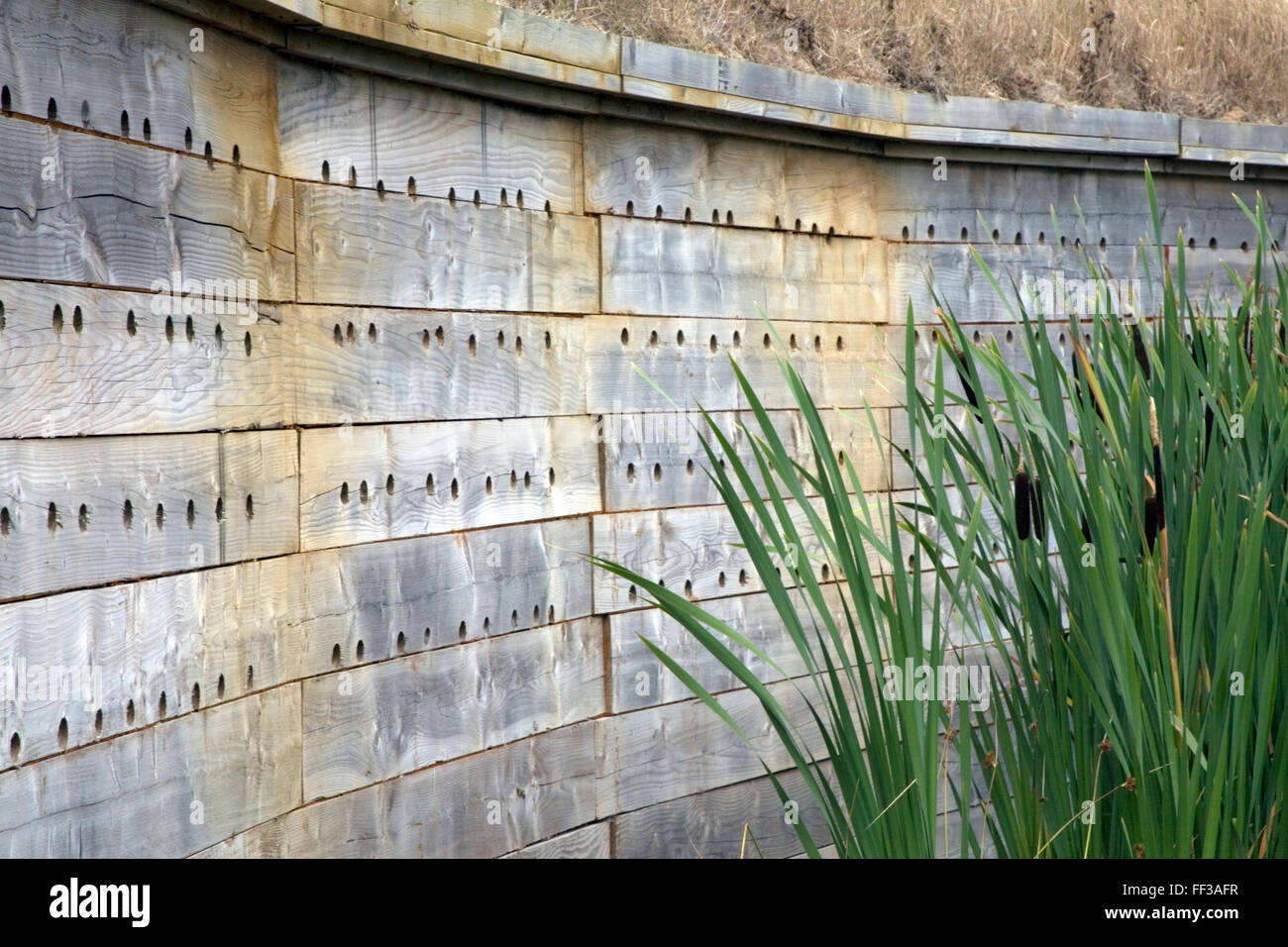 Parete Bat Seaton riserva naturale Foto Stock