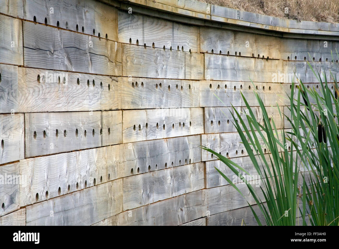 Parete Bat Seaton riserva naturale Foto Stock