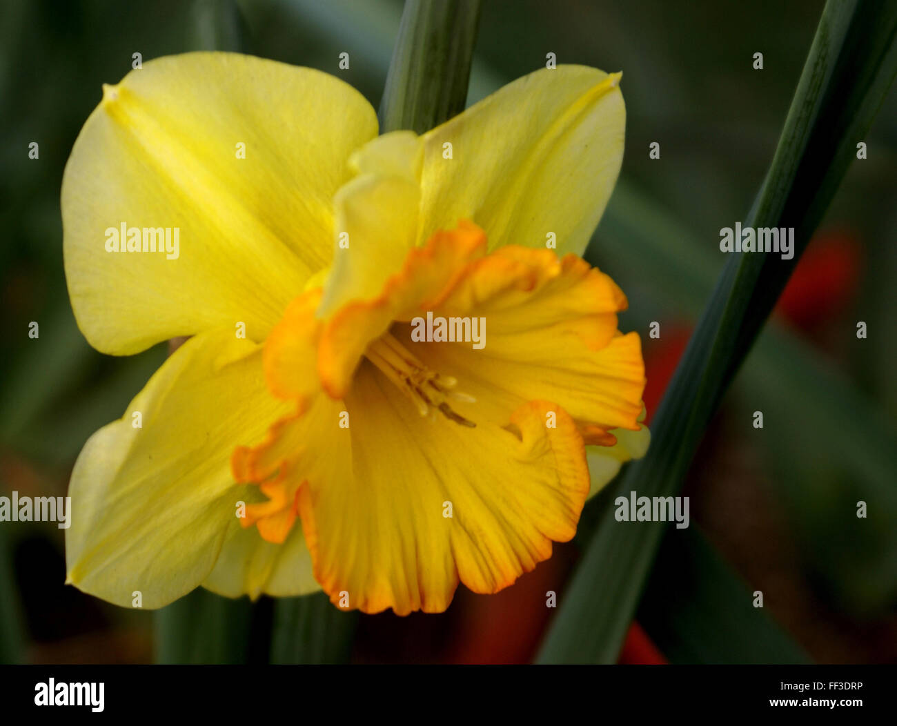 Narcissus pseudonarcissus, Wild daffodil, la quaresima Lily, a bulbo di erbe perenni con fiori di colore giallo su un lungo stelo fiorale, corona lunga Foto Stock