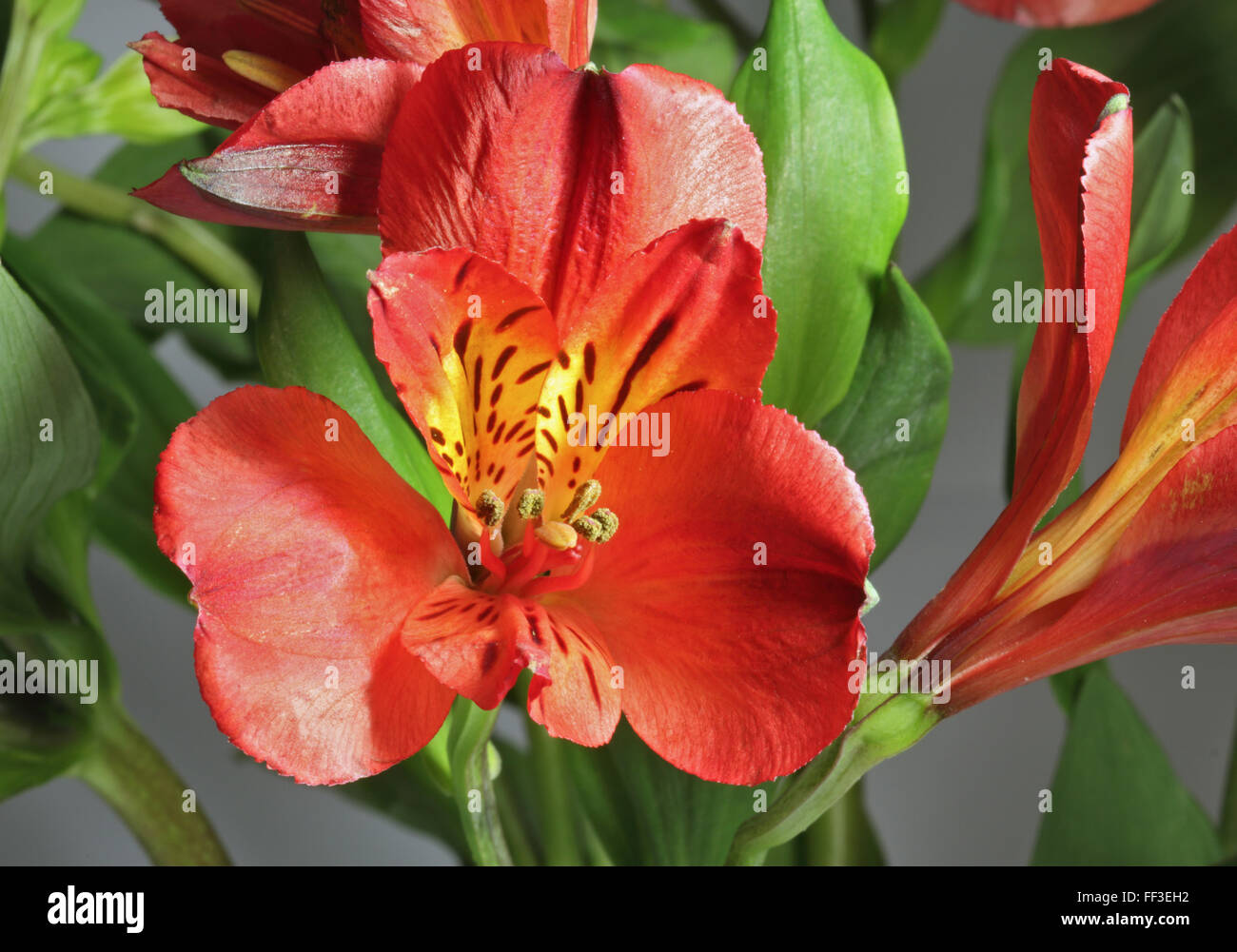 Red Alstroemeria (peruviano Lily) Foto Stock