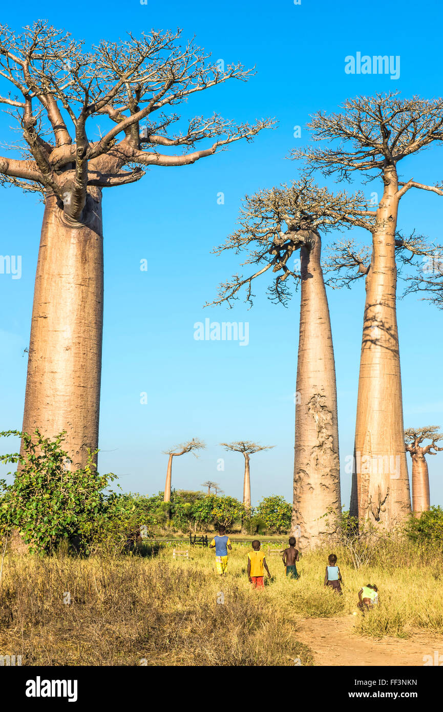 Vicolo di baobab (Adansonia Grandidieri), Morondava, provincia di Toliara, Madagascar Foto Stock