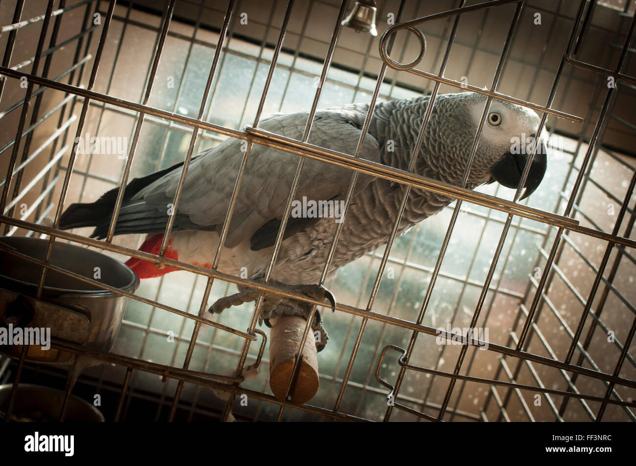 Ritratto di un pappagallo in gabbia Foto Stock