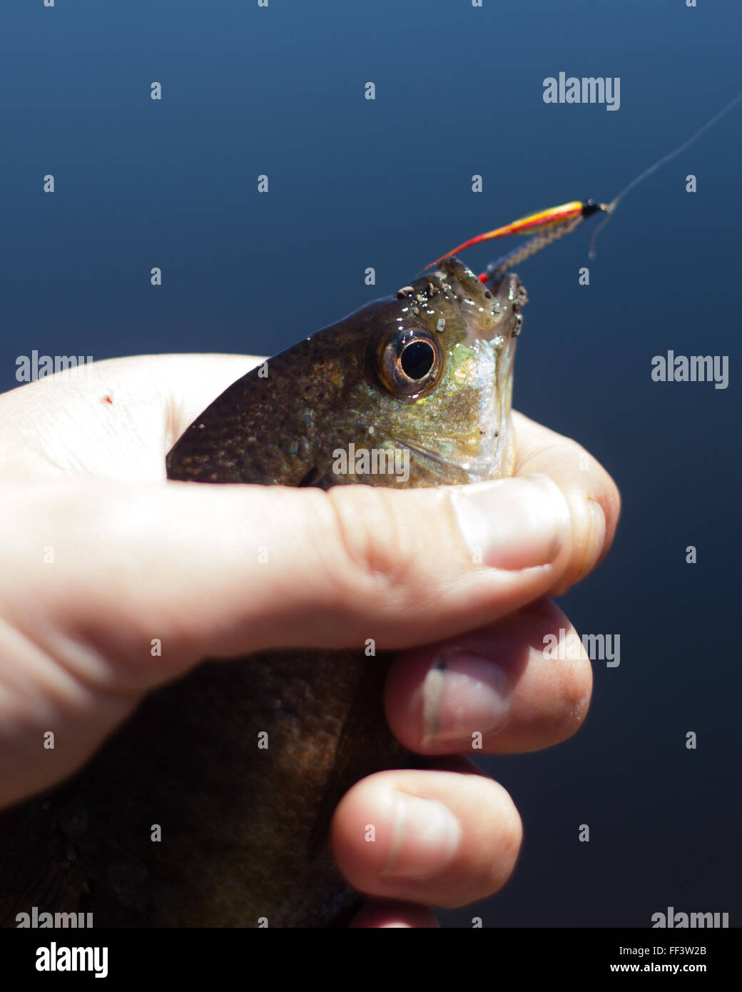 Bluegill pesce detenuto dal pescatore a mosca Foto Stock