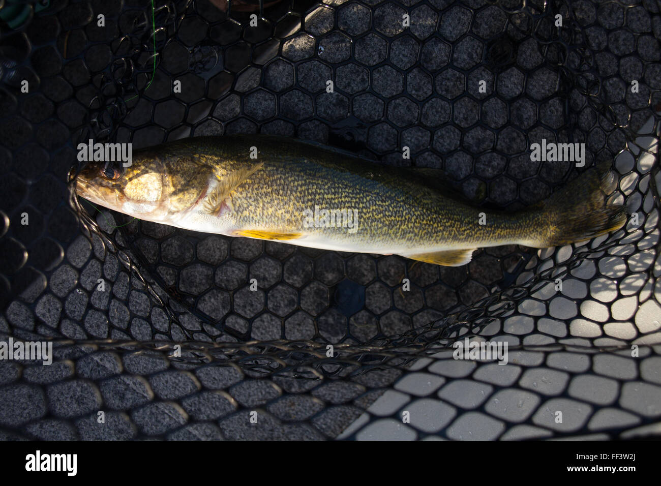 Walleye catturati dal pescatore in rete da pesca Foto Stock