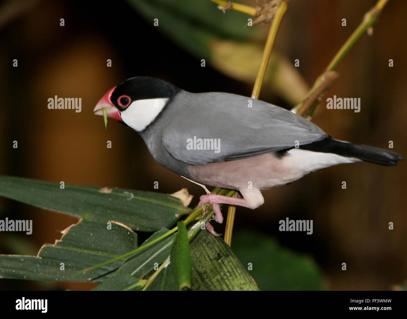 Maschio di riso Java Sparrow o Javan Finch (Padda oryzivora) appollaiate su un ramo Foto Stock