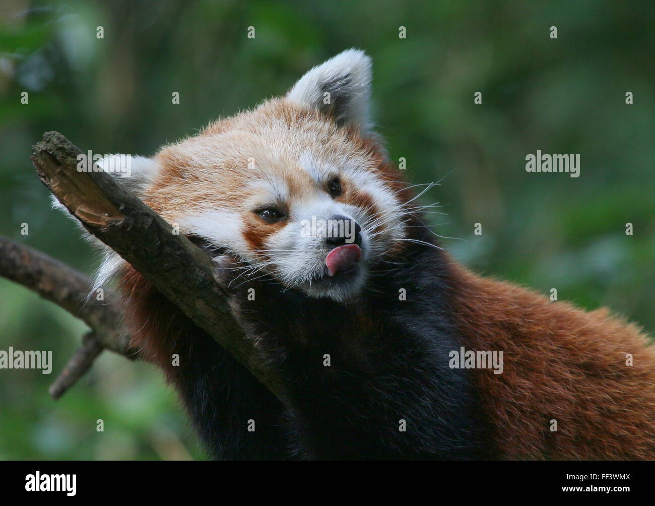 Asian panda rosso (Ailurus fulgens) in una struttura ad albero, attaccare fuori la sua lingua e leccare le sue labbra Foto Stock