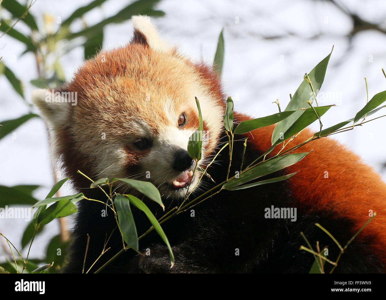 Close-up della testa di un asiatico panda rosso (Ailurus fulgens) in una struttura ad albero, masticare su foglie di bambù. Foto Stock