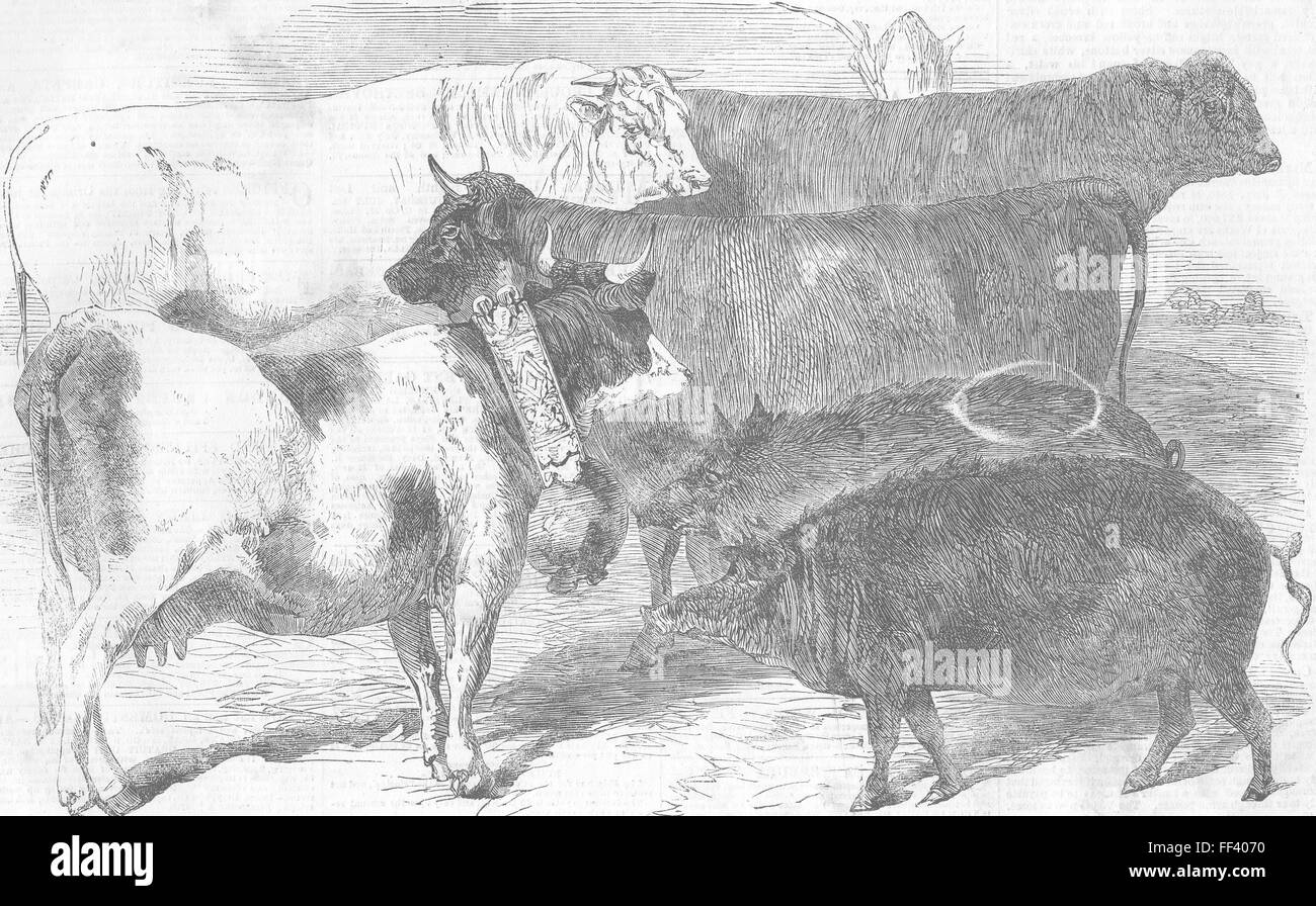 Parigi premio bovini e suini, Universal Farm Show 1856. Illustrated London News Foto Stock