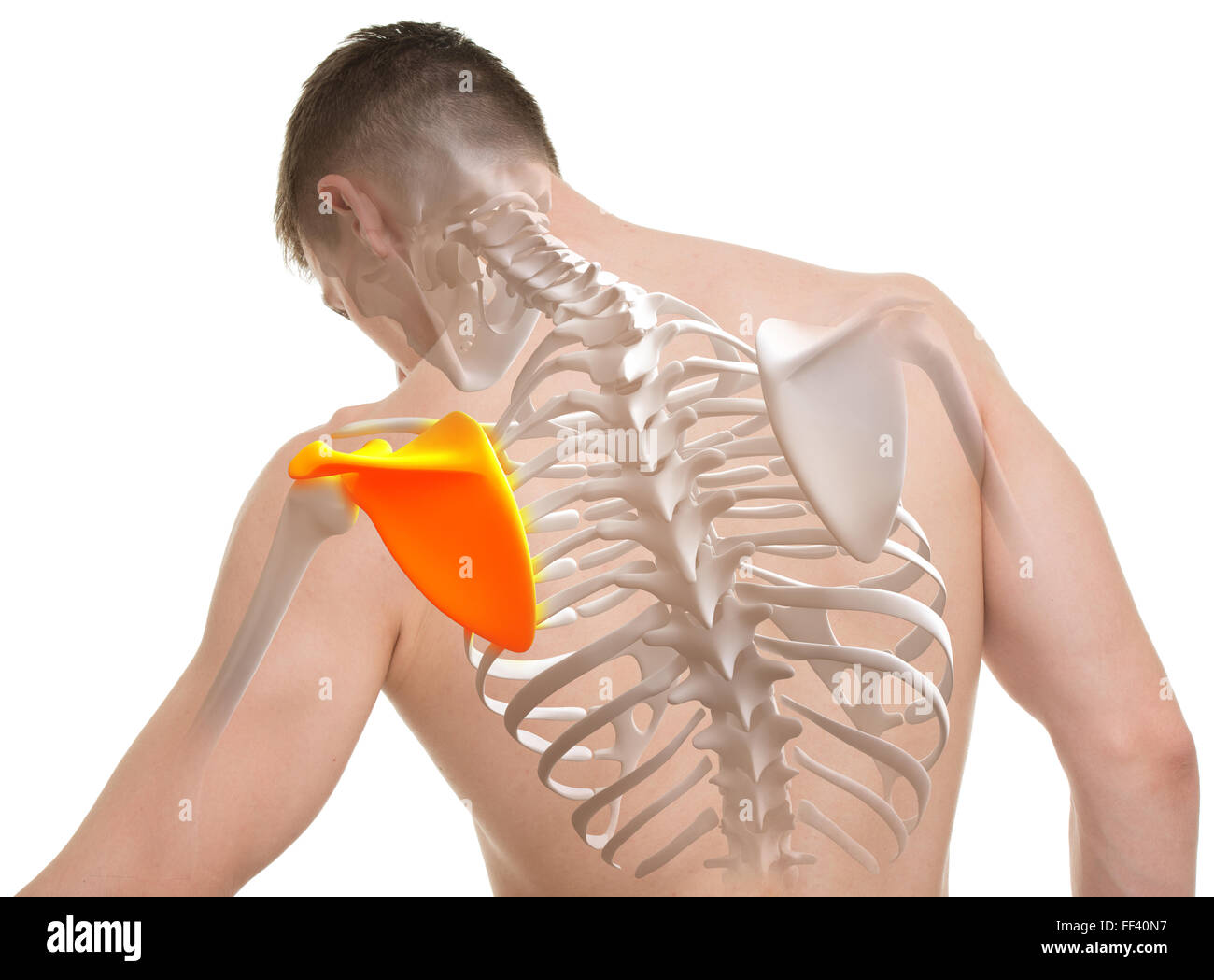 Scapola anatomia uomo isolato su bianco Foto Stock