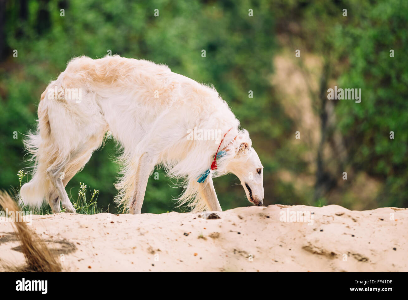 White Russian Wolfhound cane, cane, cane da caccia, Sighthound in primavera estate foresta. Questi cani specializzati nel perseguimento di preda, ke Foto Stock