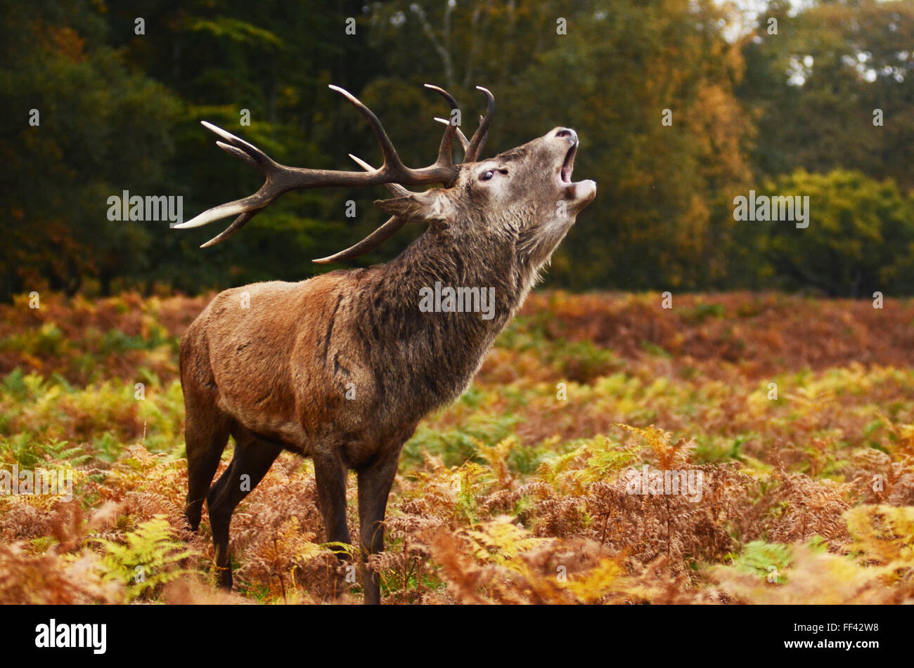 Deer bicchieratura fuori della foresta Foto Stock