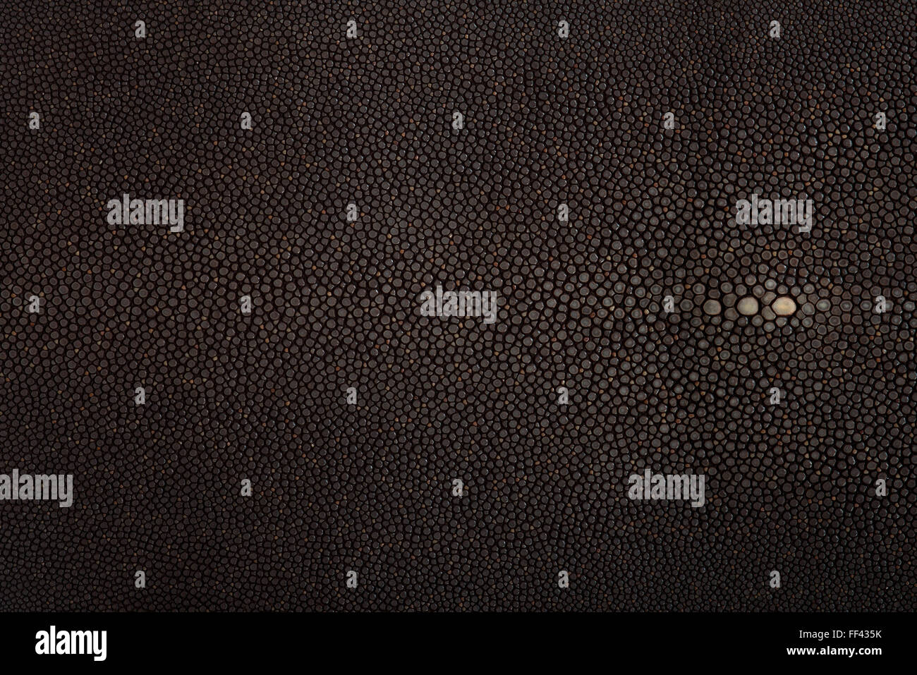 Stingray pesci esotici in cuoio, pelle di colore nero Foto Stock