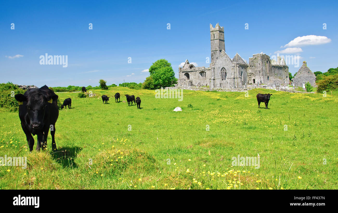 Foto scenic irlandese chiesa antica abbazia rovine paesaggio Foto Stock