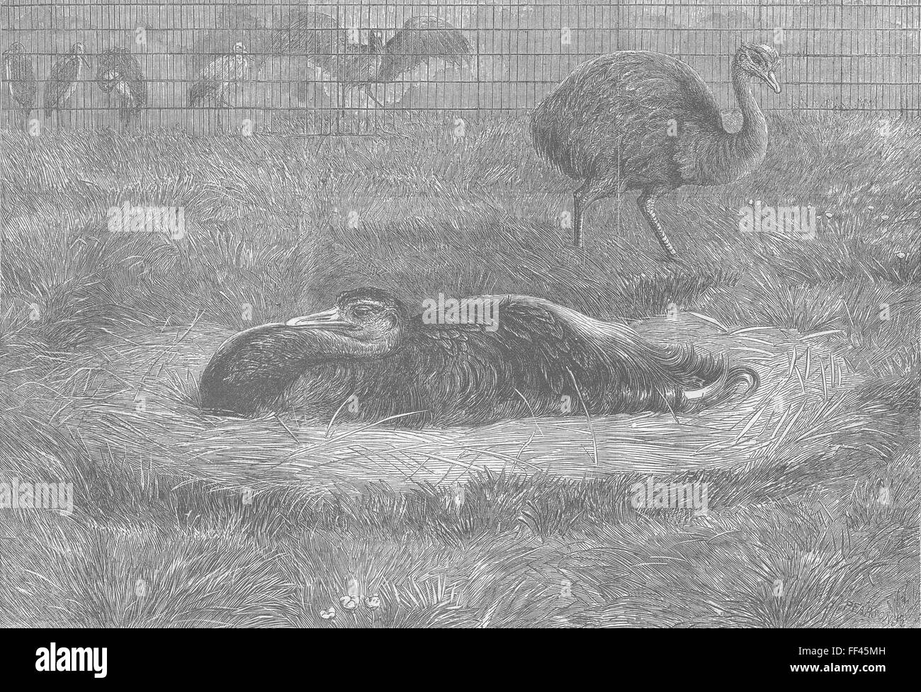Gli uccelli London Zoo americano nido di struzzo 1863. Illustrated London News Foto Stock