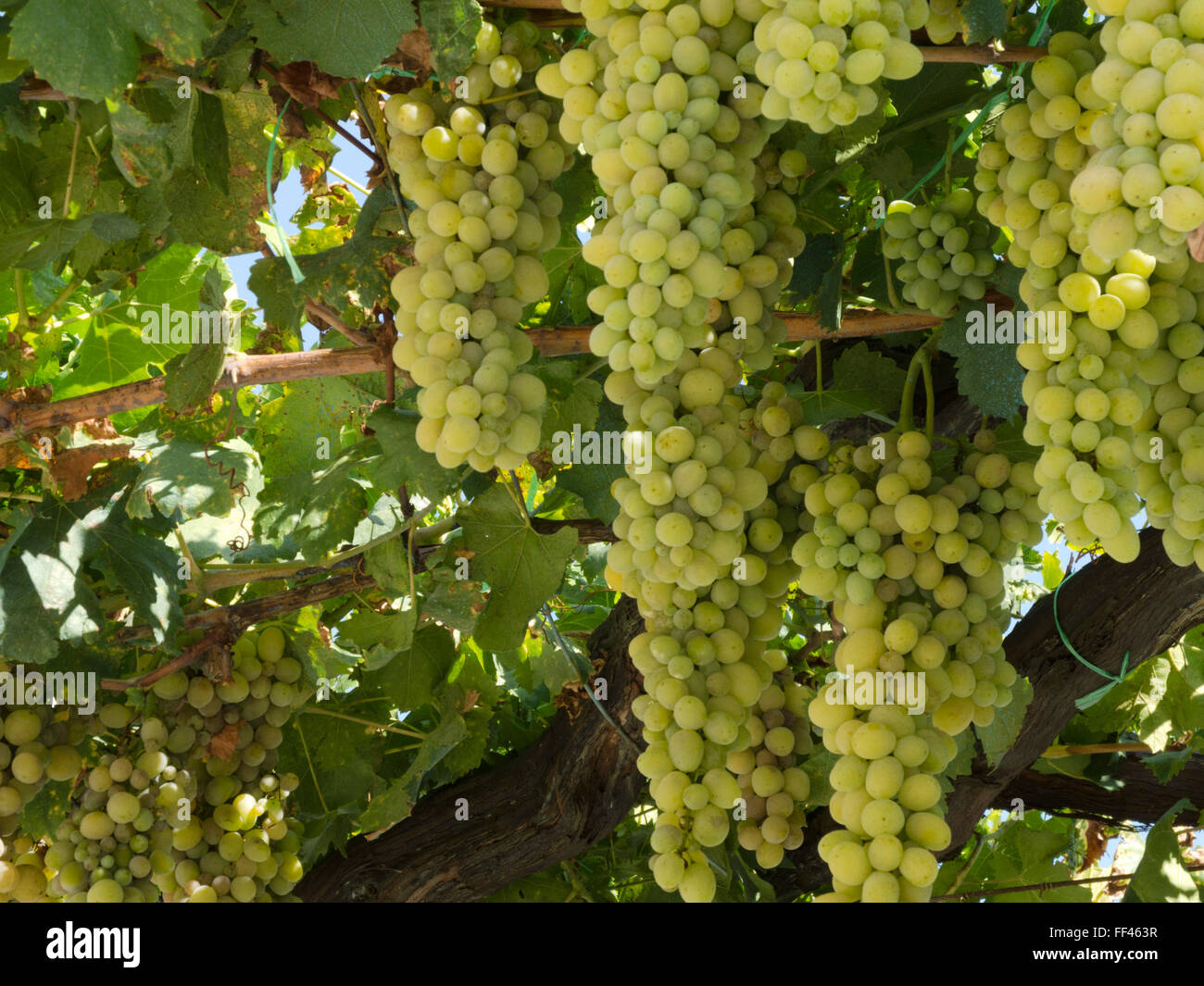 Kroatien, Dalmatien, Nin, Weintrauben Foto Stock