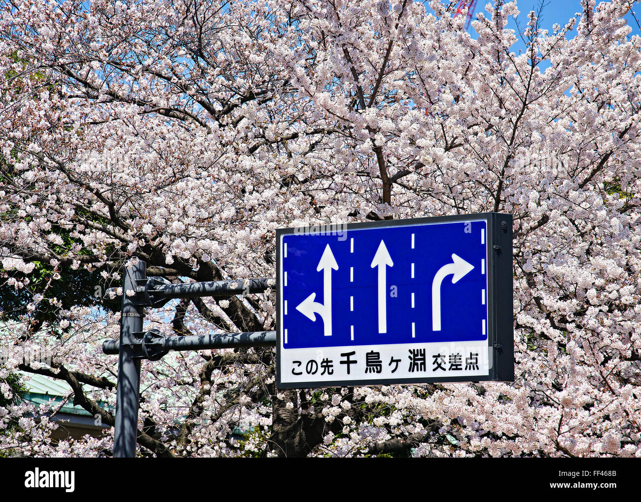 Giappone, isola di Honshu, Kanto, Tokyo, segni e ciliegio fiori. Foto Stock