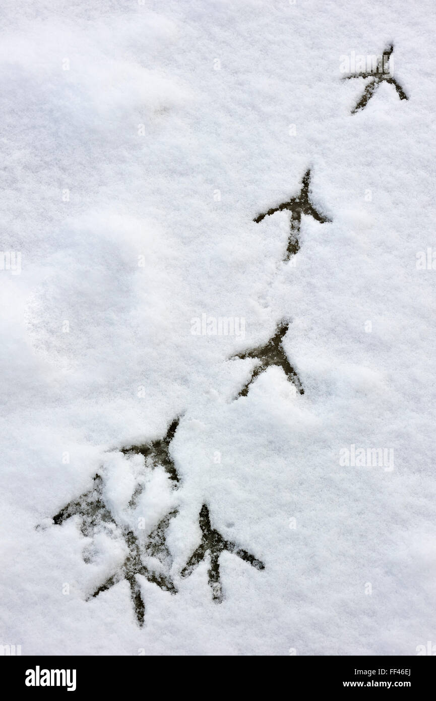 Airone cinerino (Ardea cinerea) Orme nella neve sul laghetto congelato in inverno Foto Stock