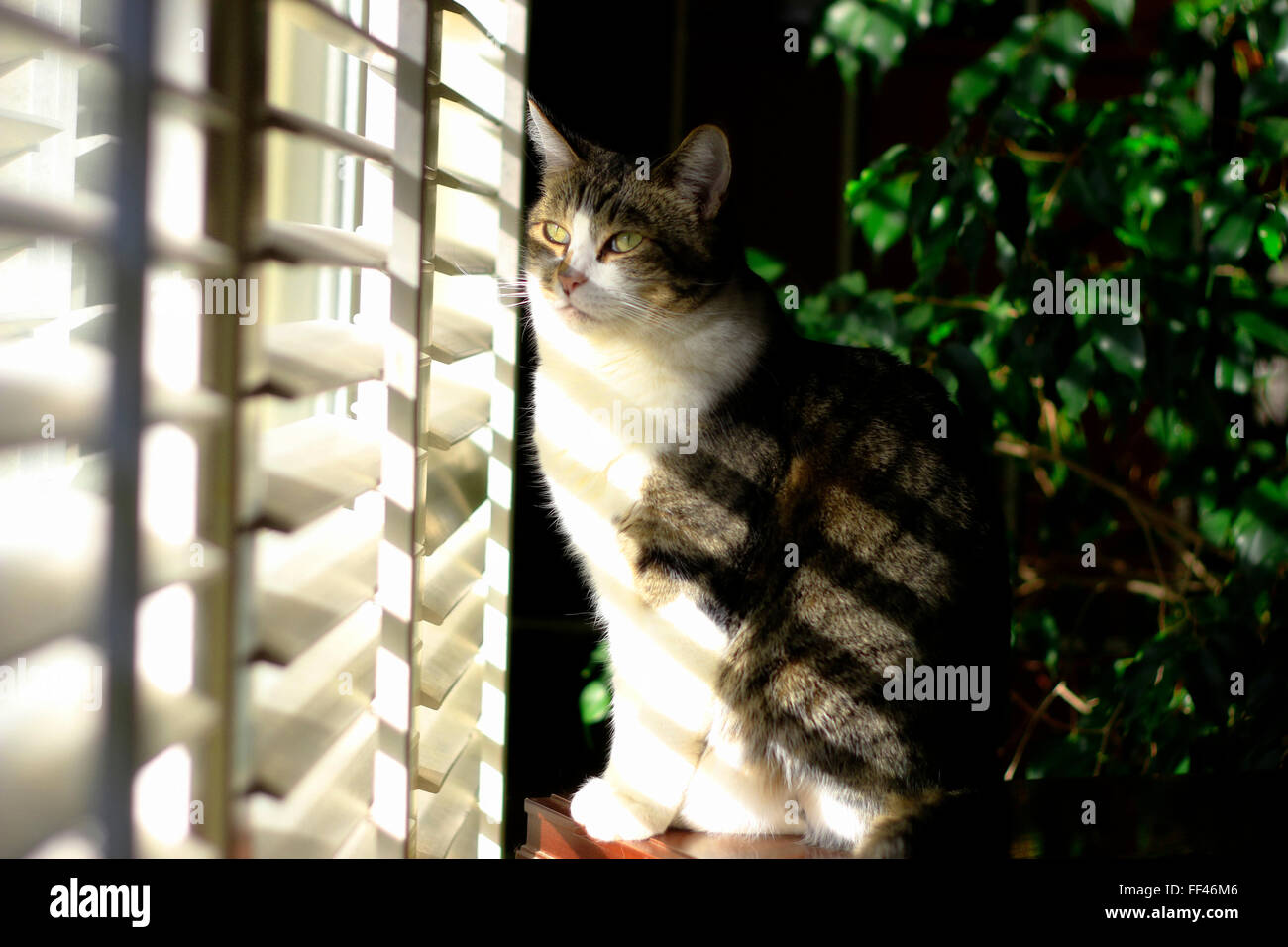 Il gatto domestico non cercando in telecamera ma guardando fuori. Foto Stock