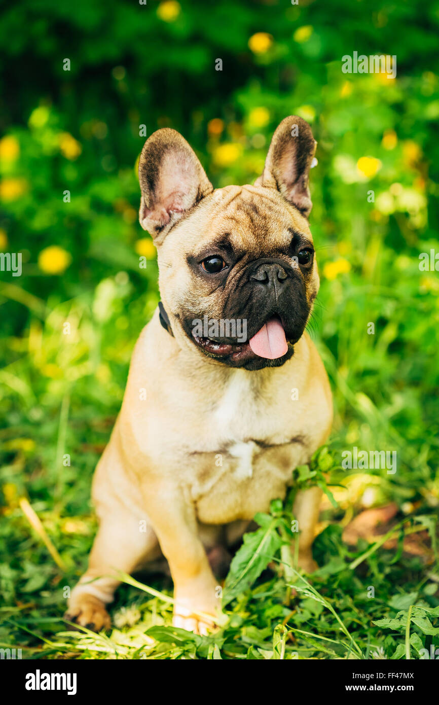 Il Pet Funny cane bulldog francese seduta sul prato estivo Foto Stock