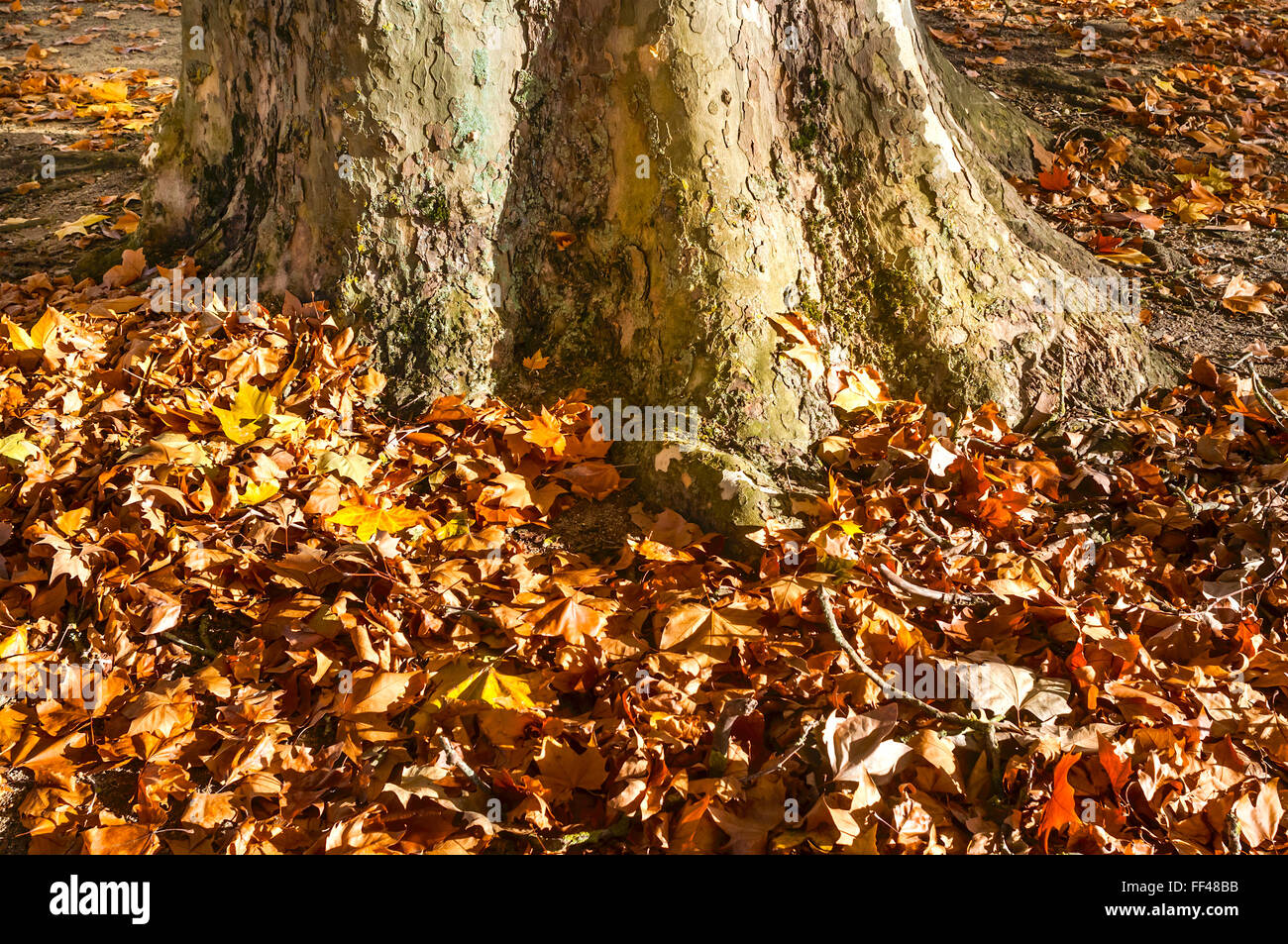 Piano / Piani albero caduto foglie di autunno intorno al tronco di base - Francia. Foto Stock