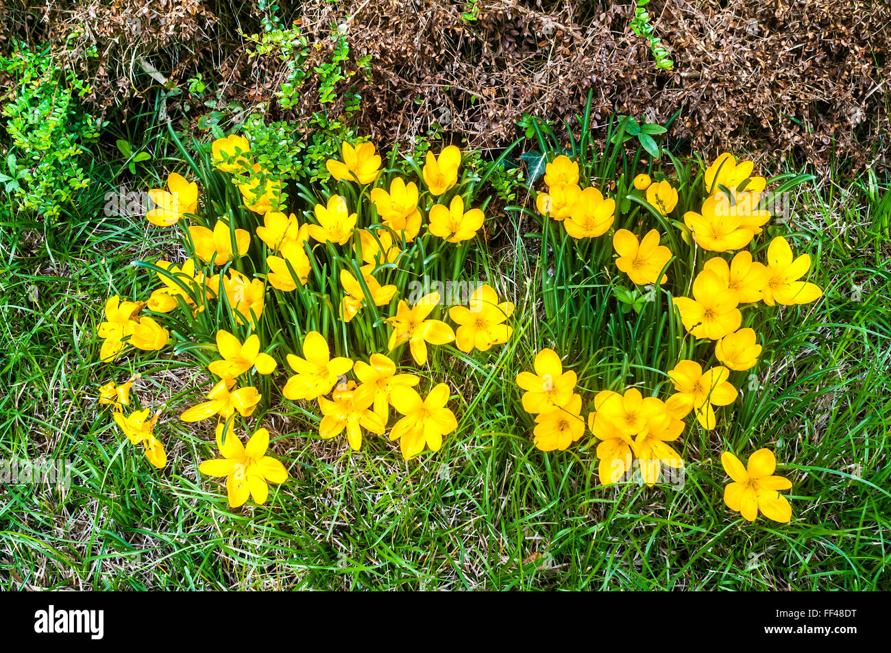 Giallo autunno Crocus fiori - Francia. Foto Stock