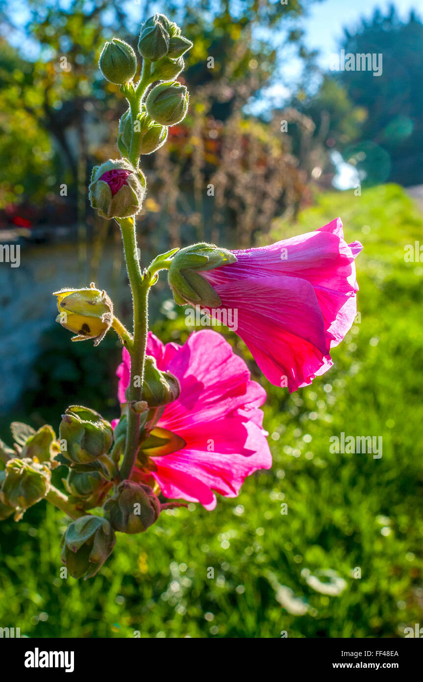 Magenta Hollyhock rosa fiori - Francia. Foto Stock