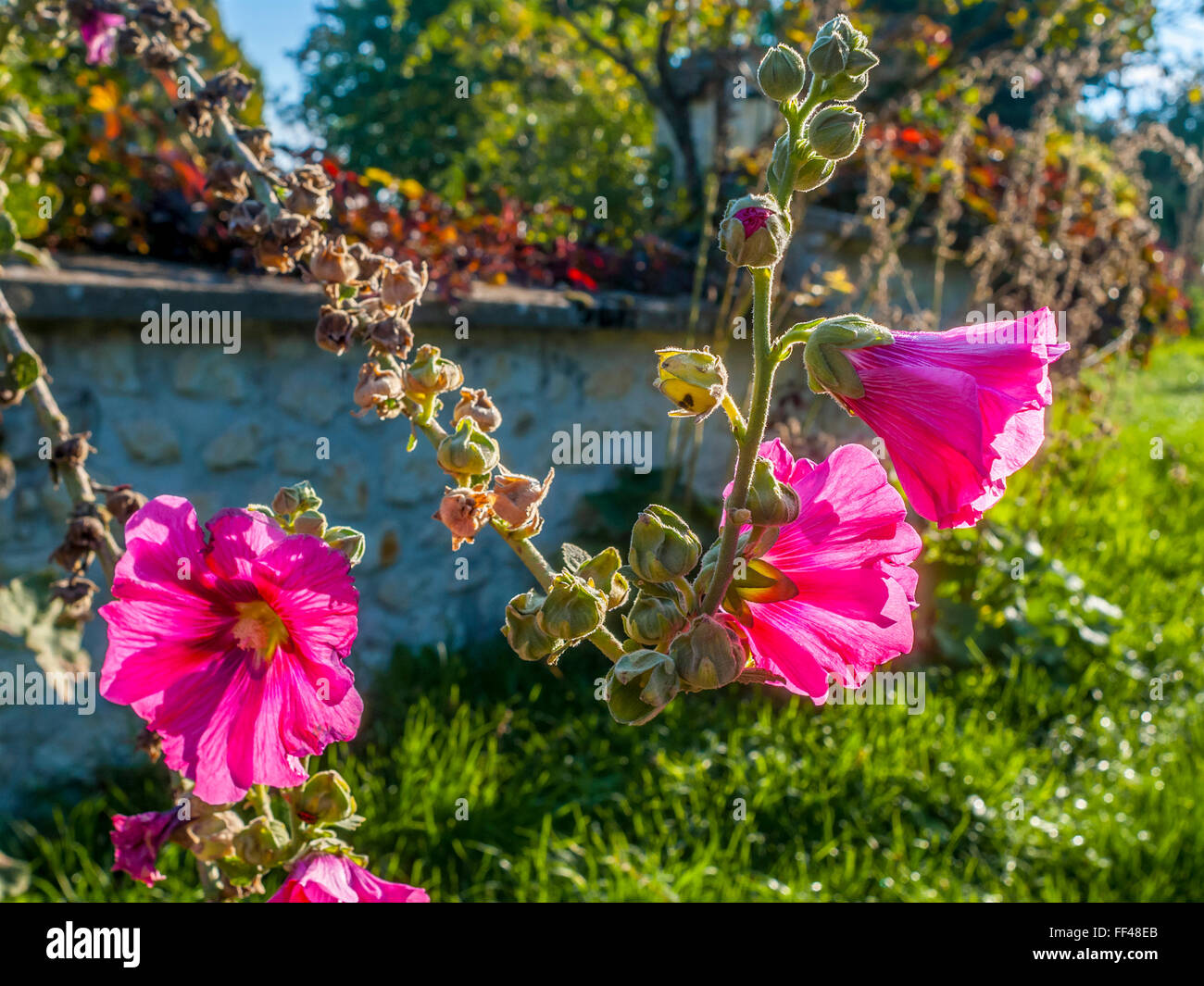 Magenta Hollyhock rosa fiori - Francia. Foto Stock