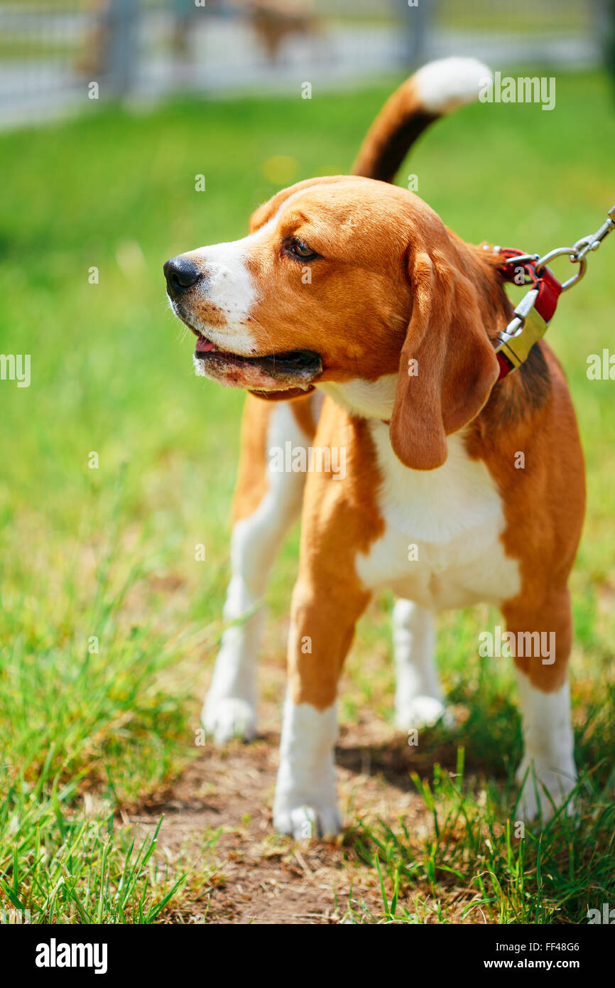 Bella marrone e bianco cane Beagle outdoor permanente sul prato in erba Foto Stock