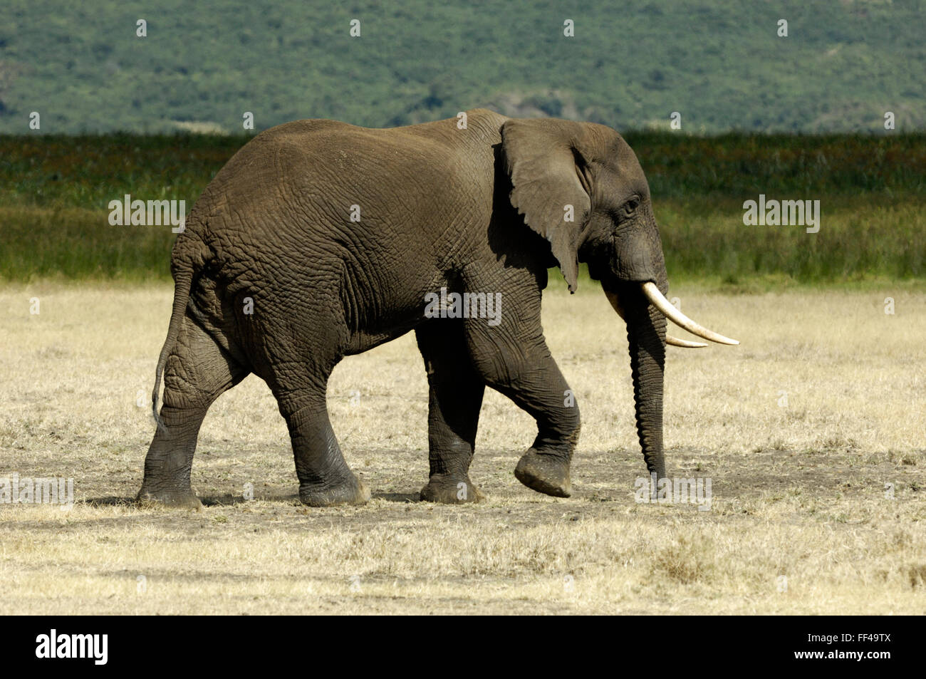 Elephant nel cratere di Ngorongoro Foto Stock