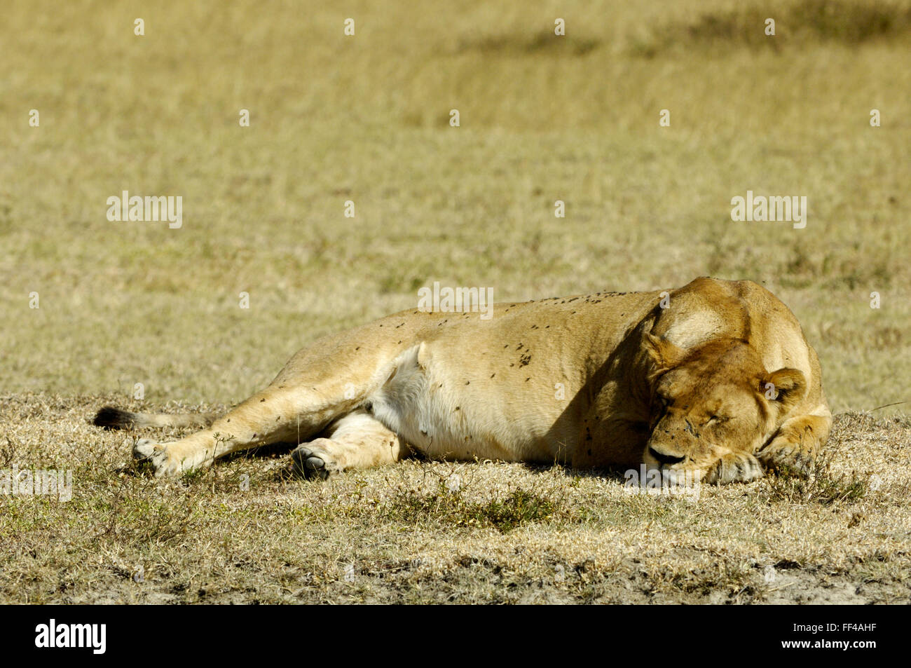 Lion nel cratere di Ngorongoro Foto Stock