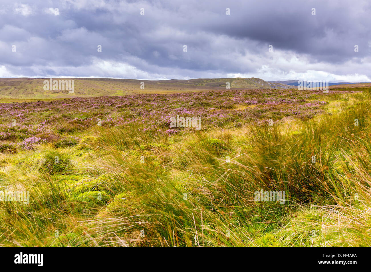 Paesaggio vicino Llan Ffestiniog, Gwynedd, Wales, Regno Unito, Europa. Foto Stock