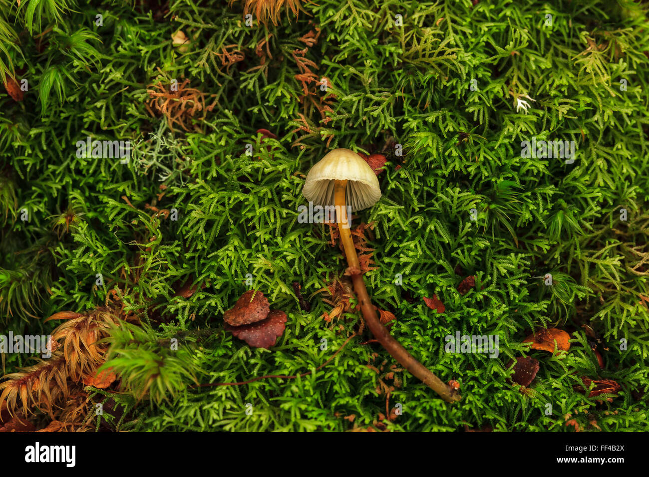 Appiattite fiacco. Fungo rotto. Foto Stock