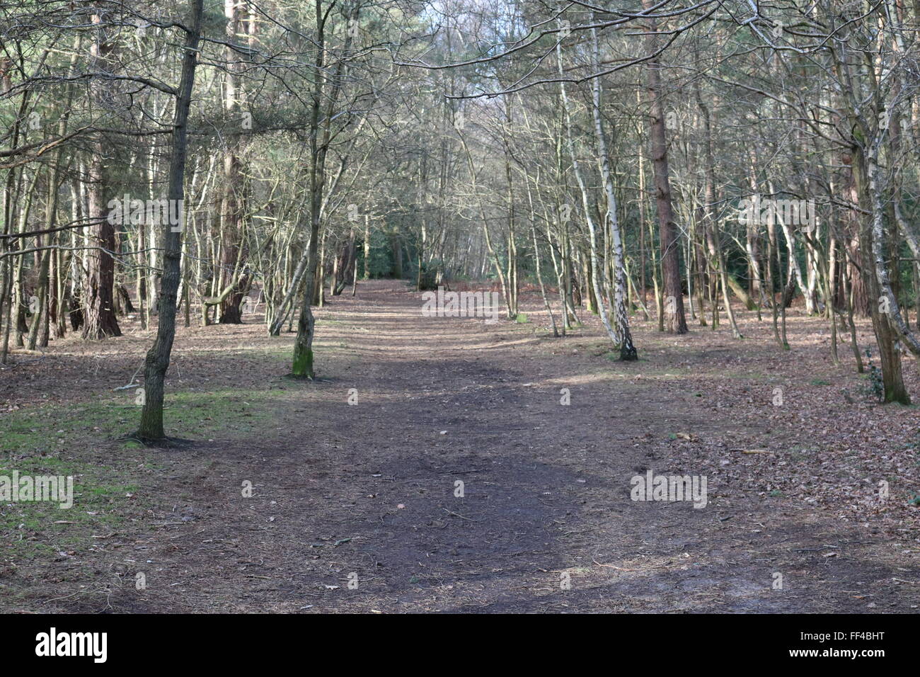Una passeggiata sul Horsell Common, Woking, Surrey - il luogo in cui gli stranieri sono stati destinati ad essere sbarcati nella guerra dei mondi. Foto Stock
