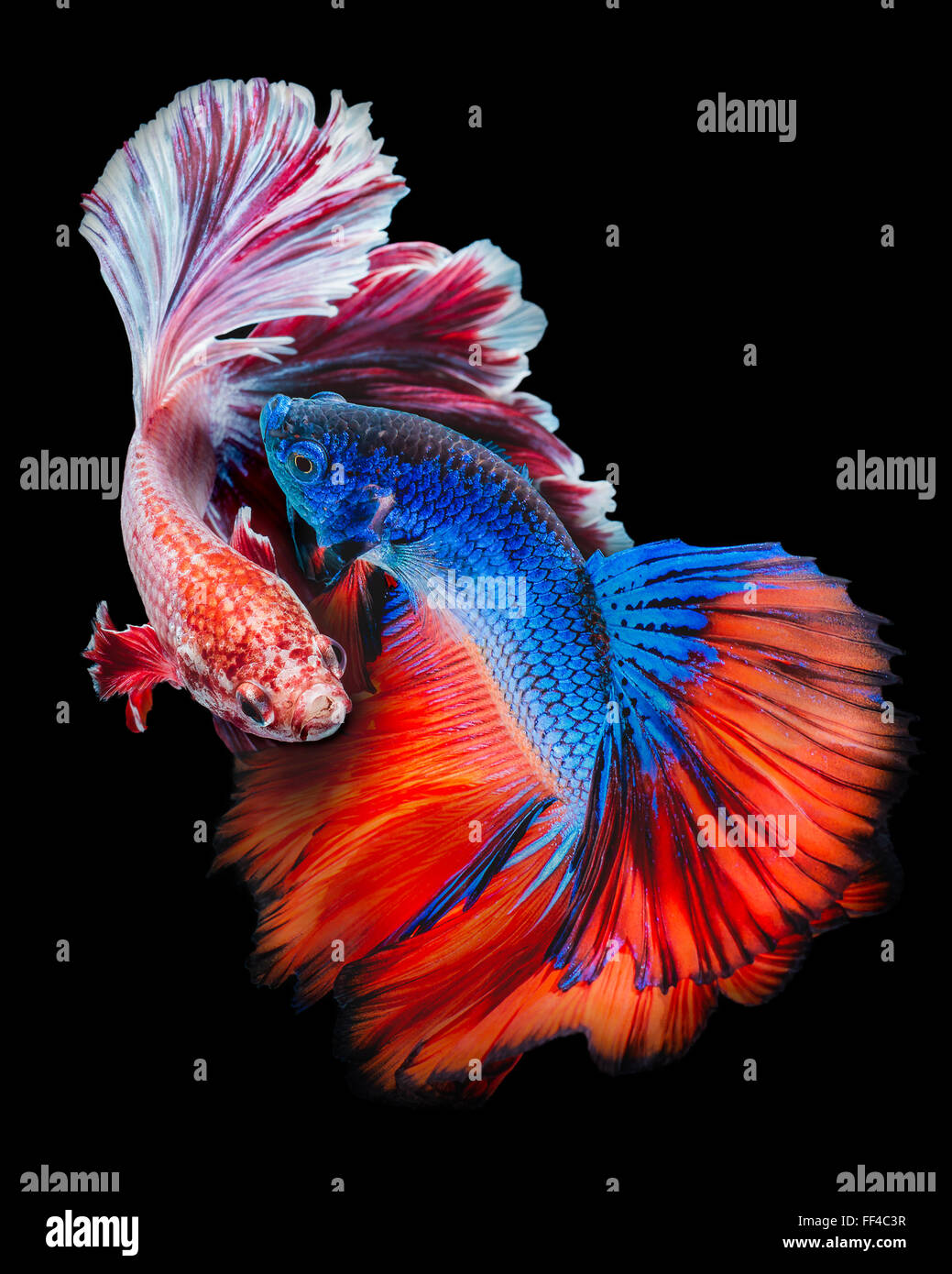 Betta pesce, siamese fighting fish, Betta splendens isolati su sfondo nero Foto Stock