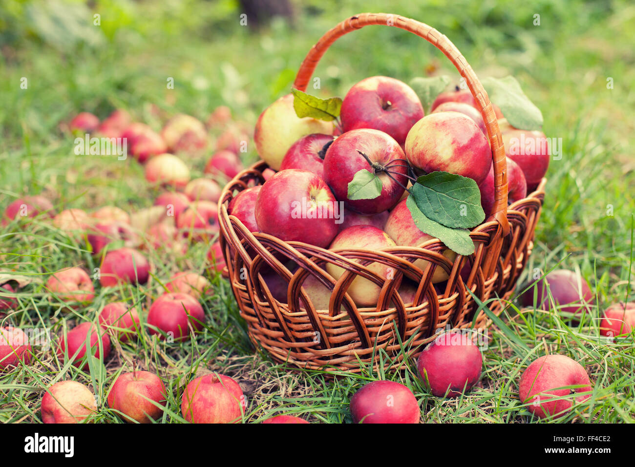 Cestino con mele sull'erba nel frutteto Foto Stock