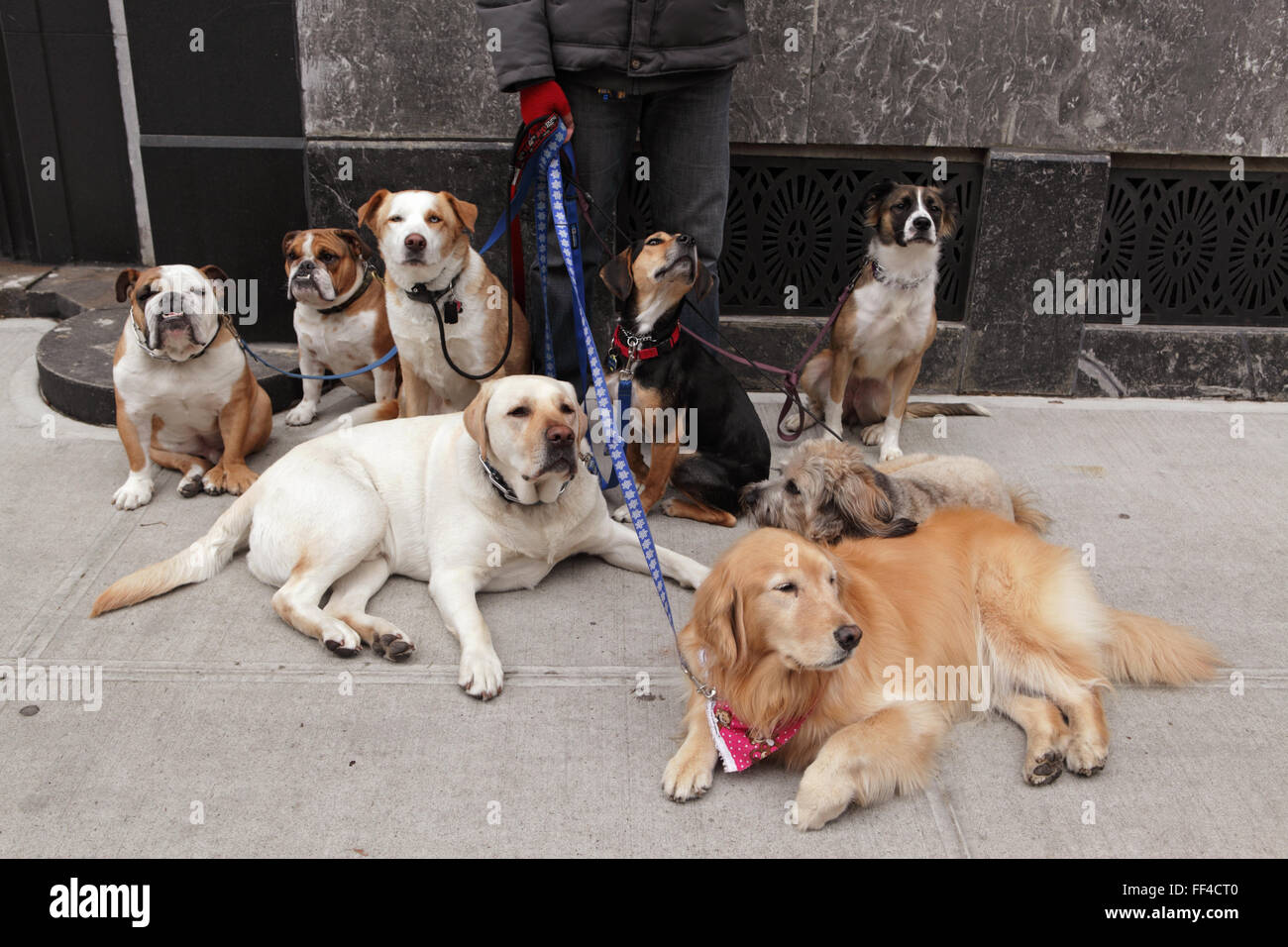 Dog walker con otto cani al guinzaglio prende un riposo in Brooklyn Heights quartiere residenziale sulla strada di mirtillo palustre Foto Stock