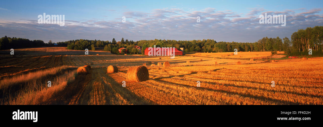 Foto panoramiche di luce del tramonto su tutto il campo di taglio e il fieno arrotolato vicino Flens in Svezia Foto Stock