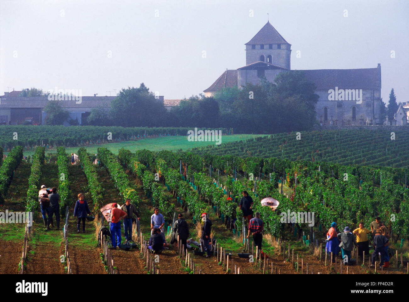 Uva raccolta nei vigneti di Bordeaux vicino a St Emilion Francia Foto Stock