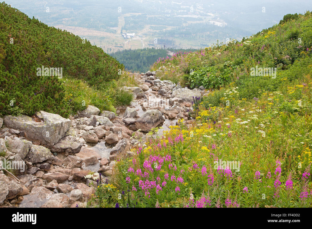Alti Tatra - Look da Skalnate pleso lago di montagna a fianco del torrente. Foto Stock