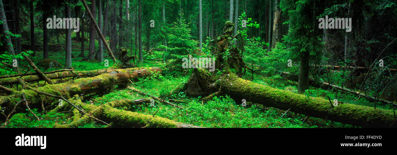 Panoramica di immagini di alberi caduti e coperte di muschio trunk su piano di latifoglie e sempreverdi foresta in Svezia Foto Stock