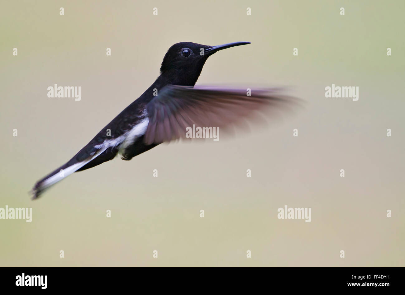 Nero (giacobina Florisuga fusca) volare a mezz aria Itanhaem, Brasile Foto Stock