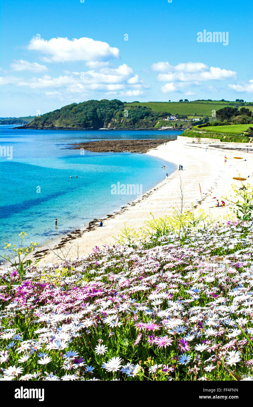 Inizio estate fiori a Gyllyngvase Beach in Falmouth, Cornwall, Regno Unito Foto Stock