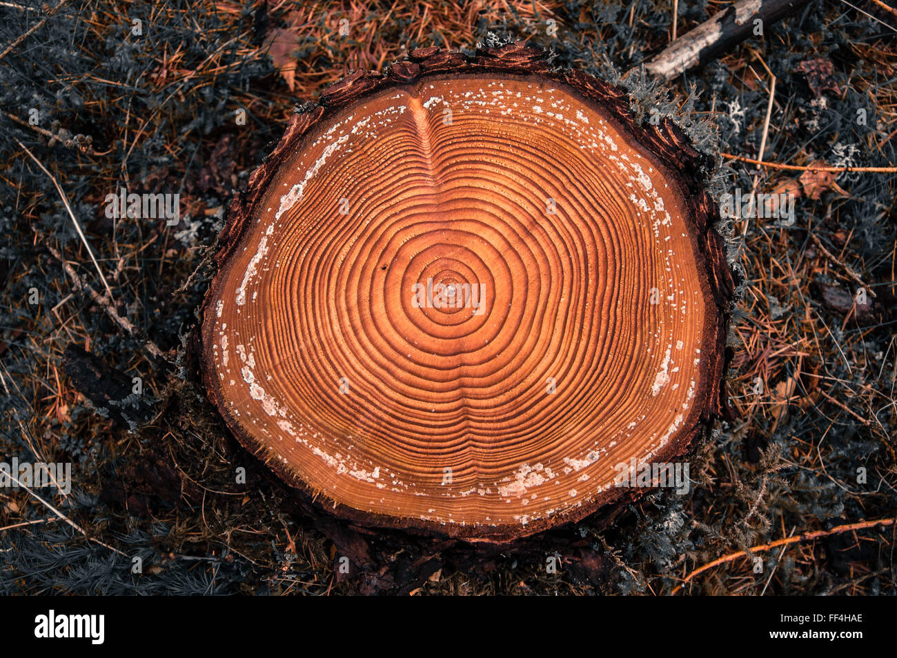 Anelli albero su un log tagliato in una foresta di conifere dopo la  registrazione Foto stock - Alamy