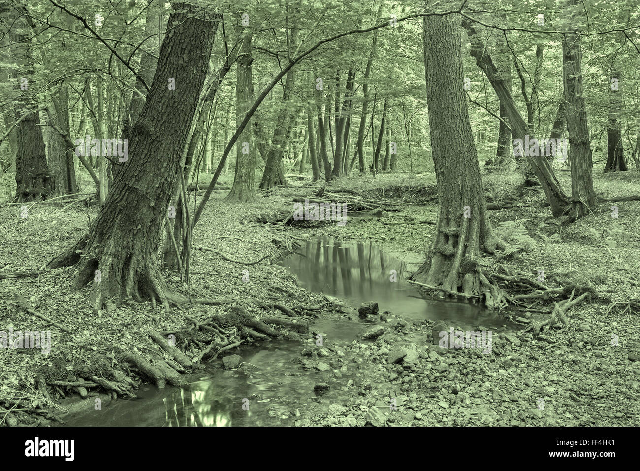 Creek nella foresta dei Piccoli Carpazi hills - Slovacchia Foto Stock