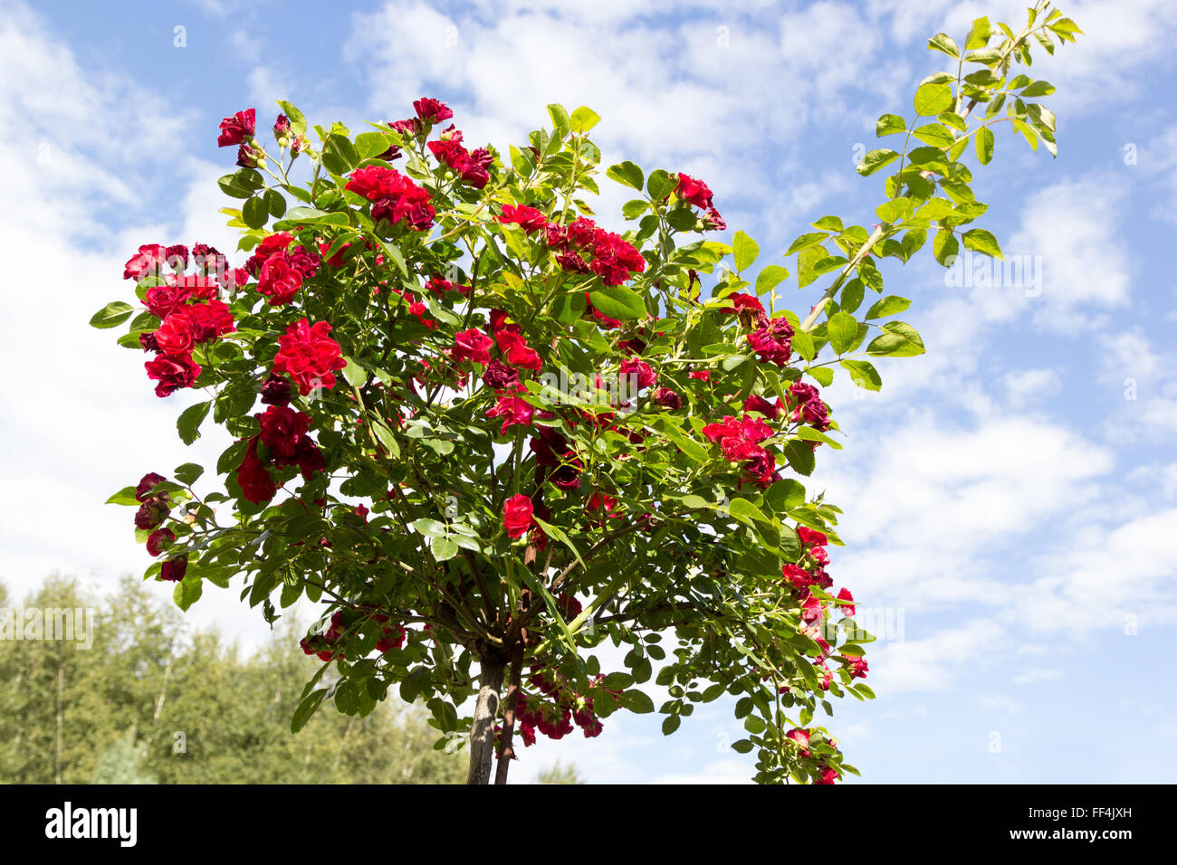 Stam rosa rossa su uno sfondo di cielo Foto Stock