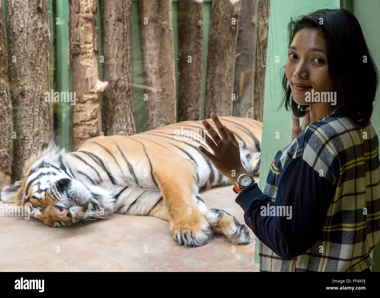 Zoo ai visitatori la visione di una tigre che giace dietro il vetro Foto Stock