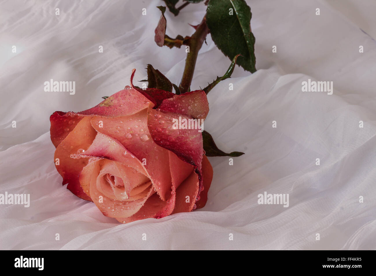 Rosso-rosa rosa con goccioline di acqua - sfondo bianco Foto Stock