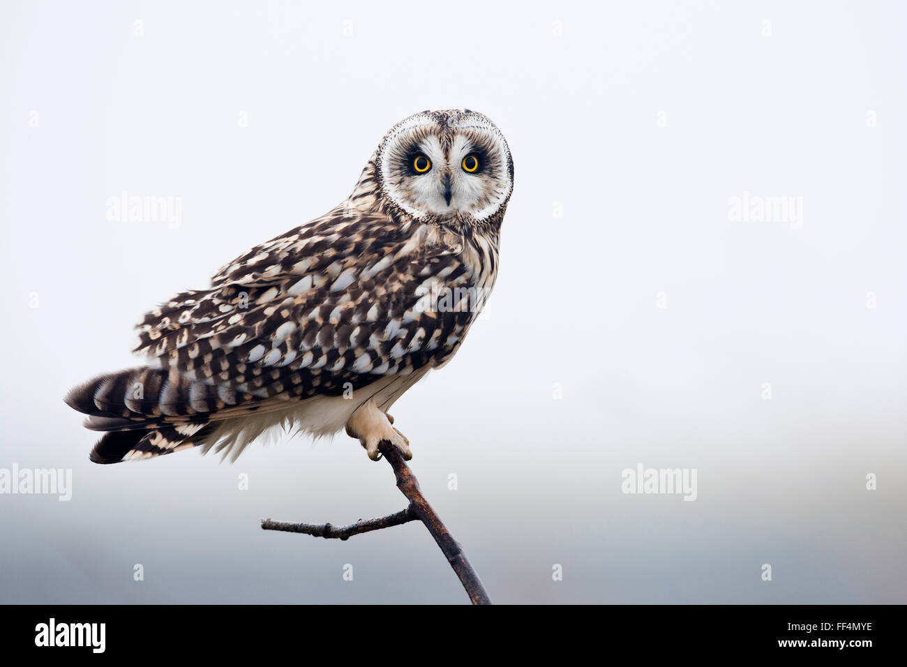 Corto-eared gufo comune (asio flammeus), Frisia orientale, Bassa Sassonia, Germania Foto Stock